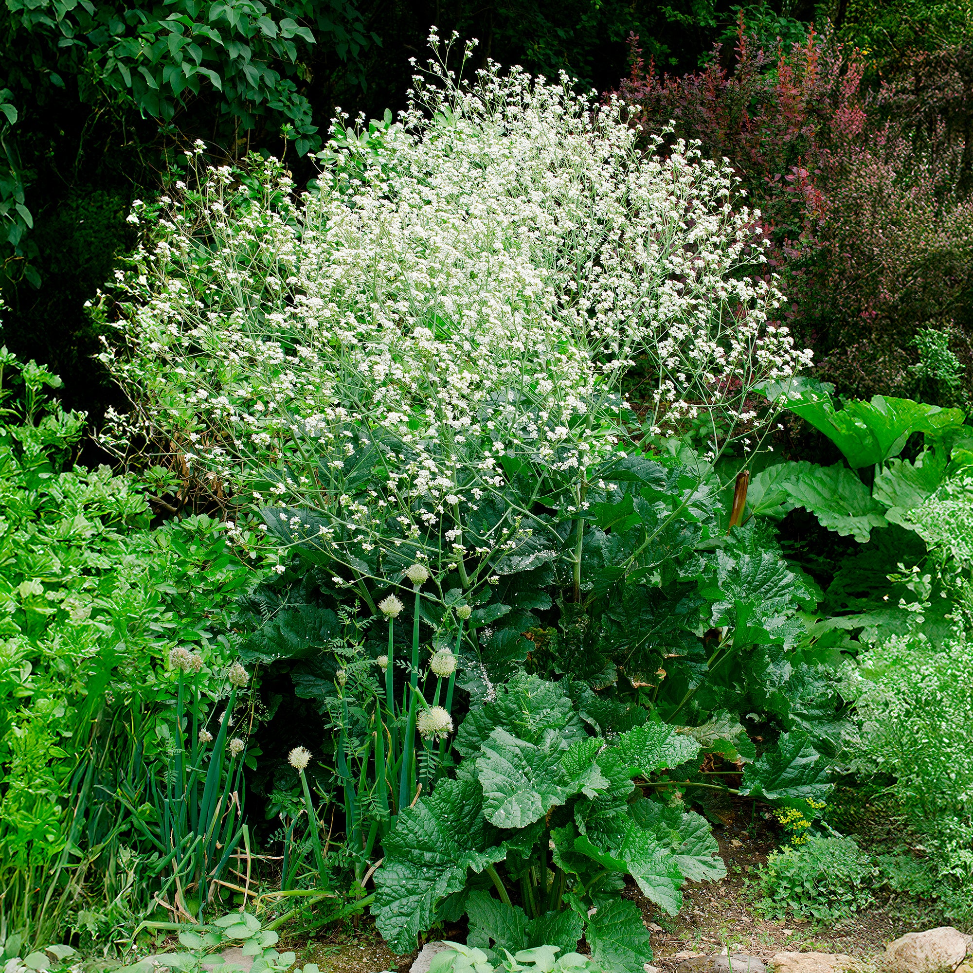 Bakker Plantes vivaces Chou nuage blanc Crambe fleur pot Ø 9cm