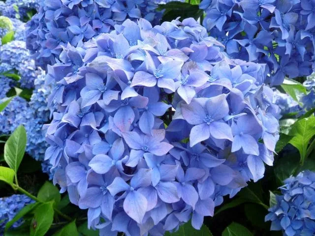 Les Hortensias du Haut Bois Lausanne hortensia fleurs rondes