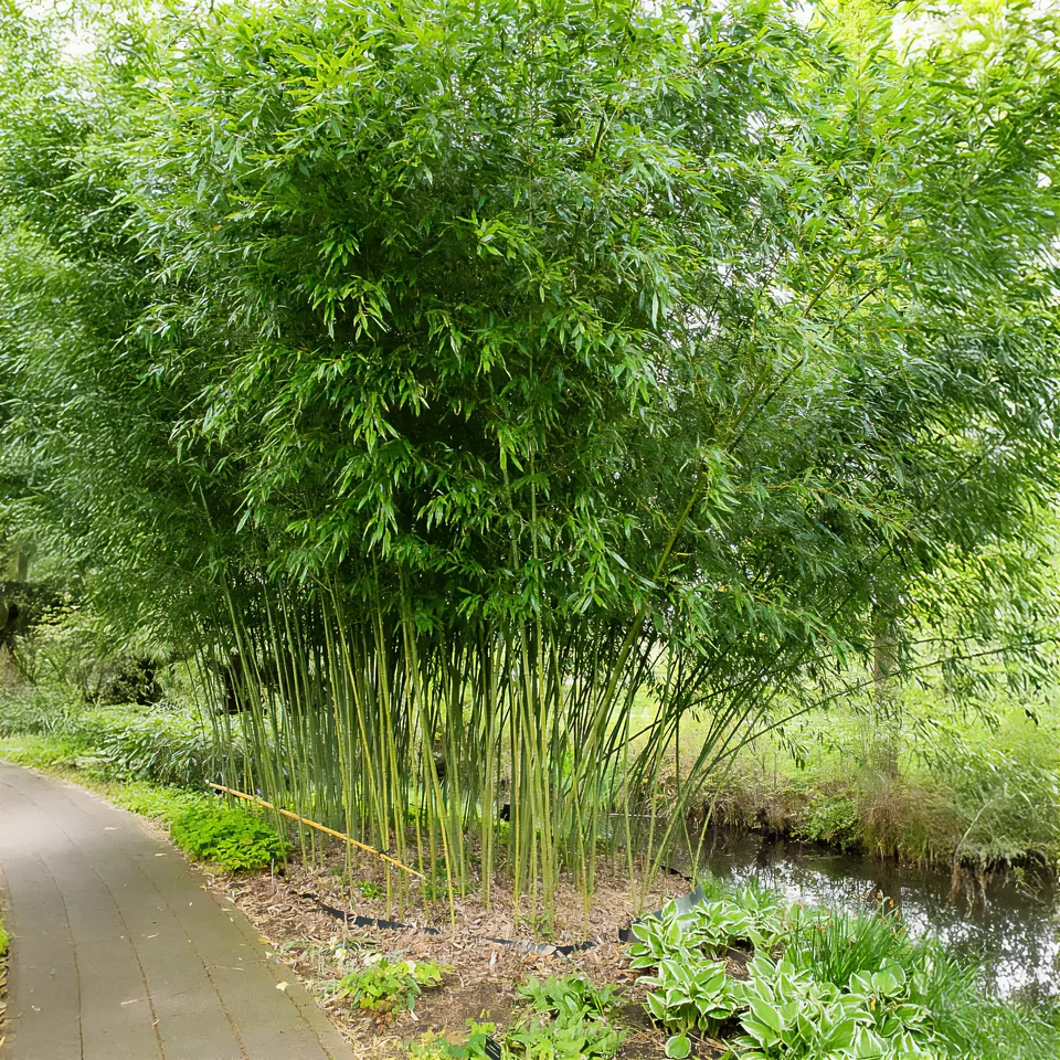 Bakker Phyllostachys bissetii bambou pot 2L 40-50cm rustique