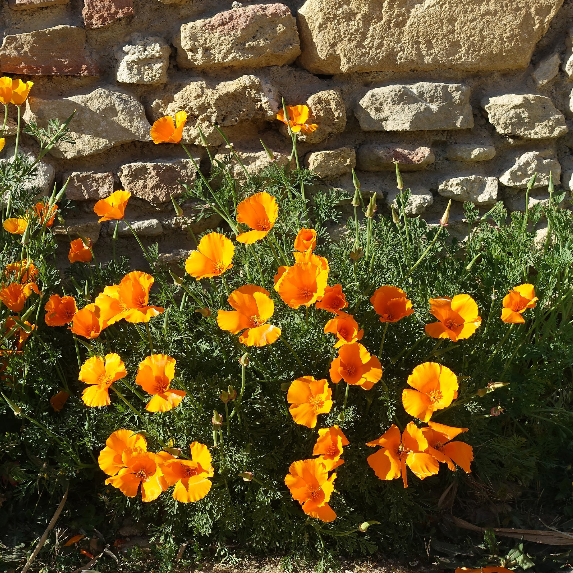 Bakker Pavot de Californie Aurantiaca graines orange 2g
