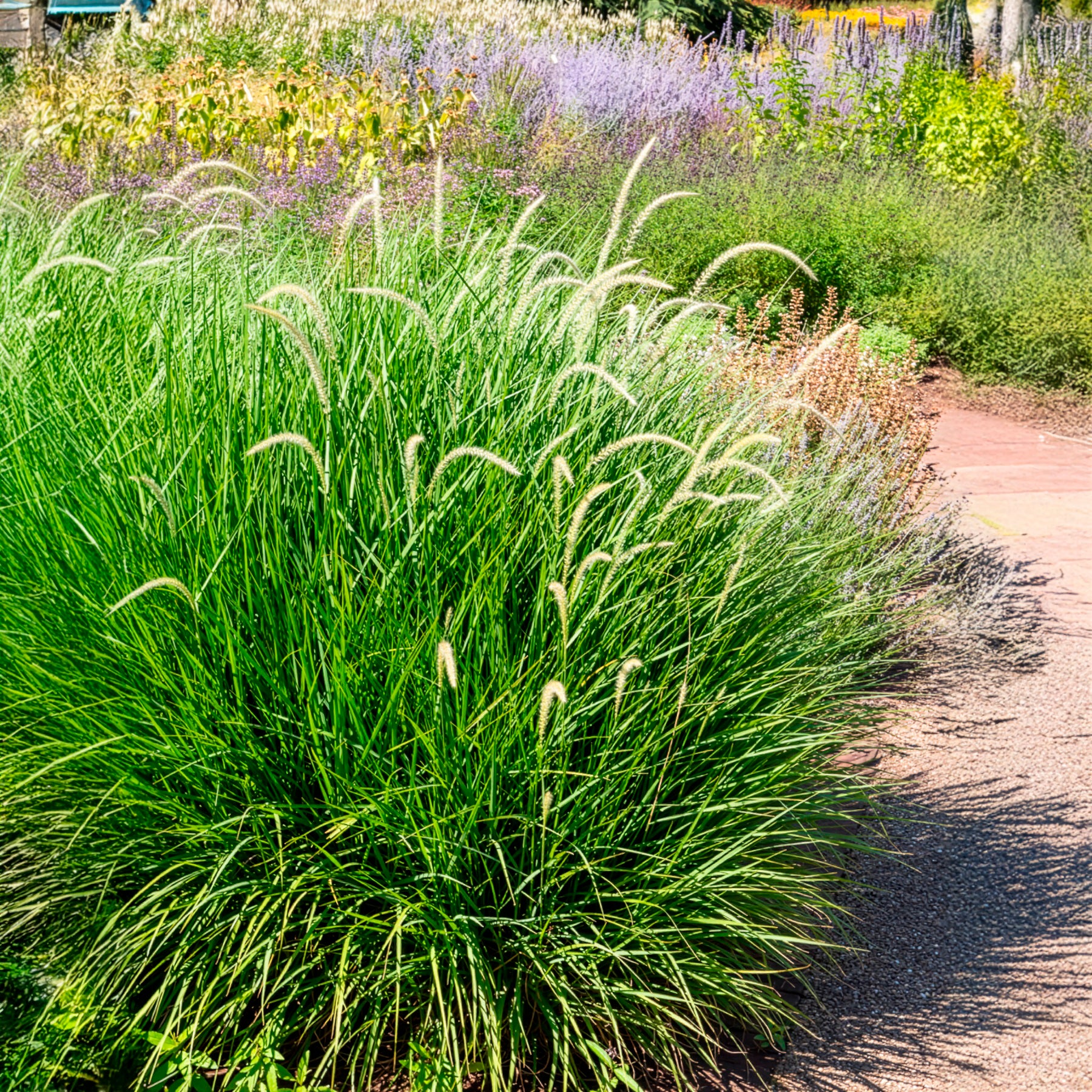 Bakker Fairy Tails pennisetum graminée pot 9cm crème