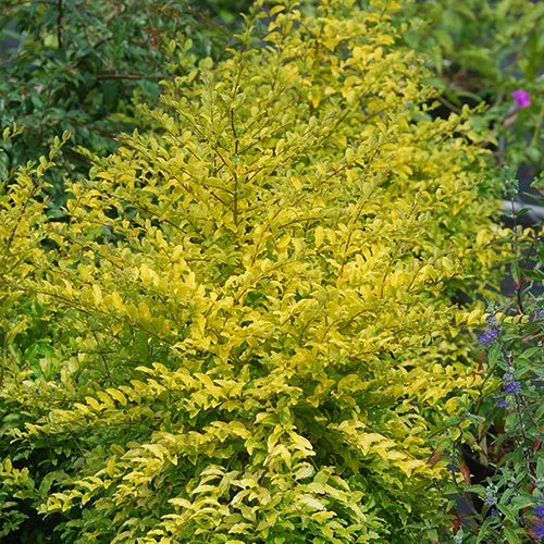 Bakker Troène de Chine Sunshine arbuste pot 3L jaune 20cm
