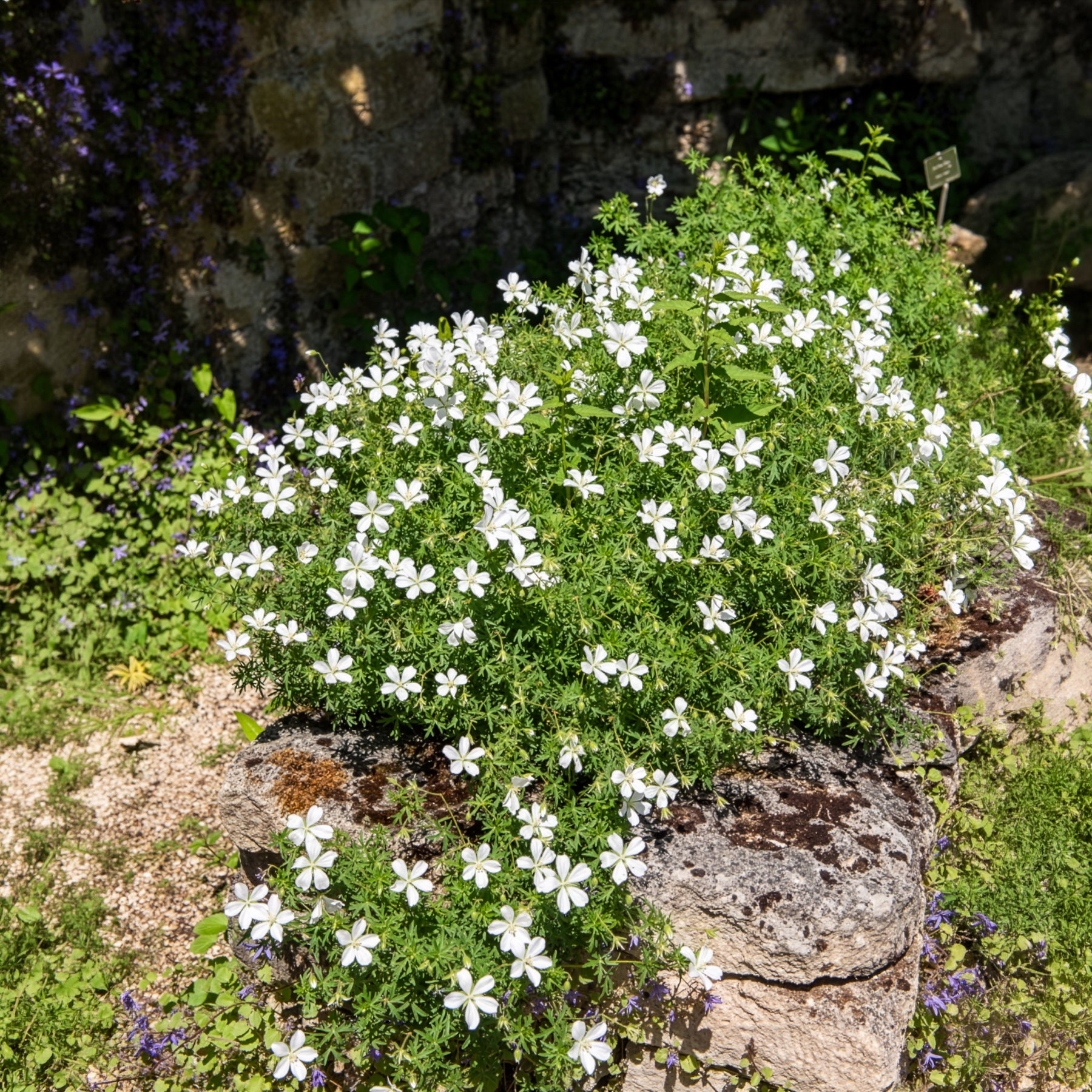 Bakker Plantes vivaces Géranium Album plante vivace pot 9cm blanc