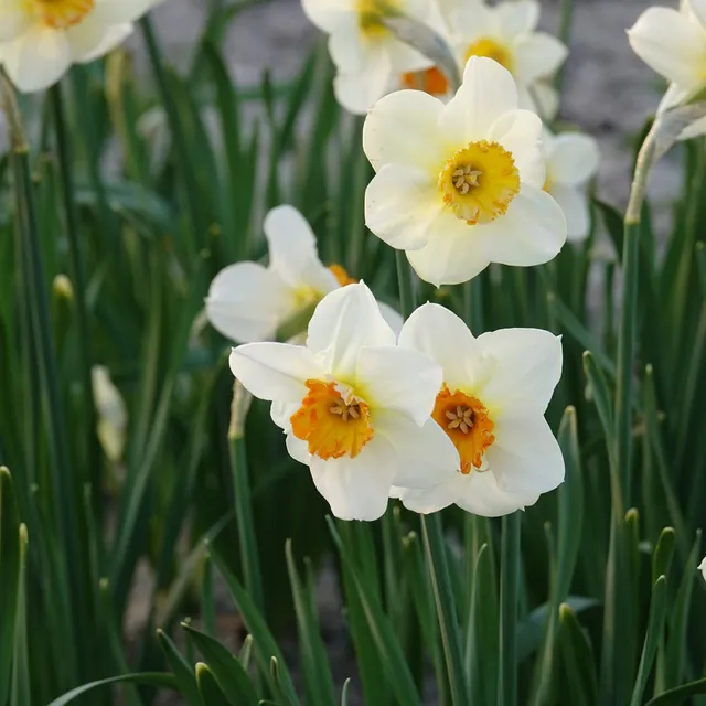 Bakker Bulbes Narcisses Barrett Browning sachet 5 bulbes
