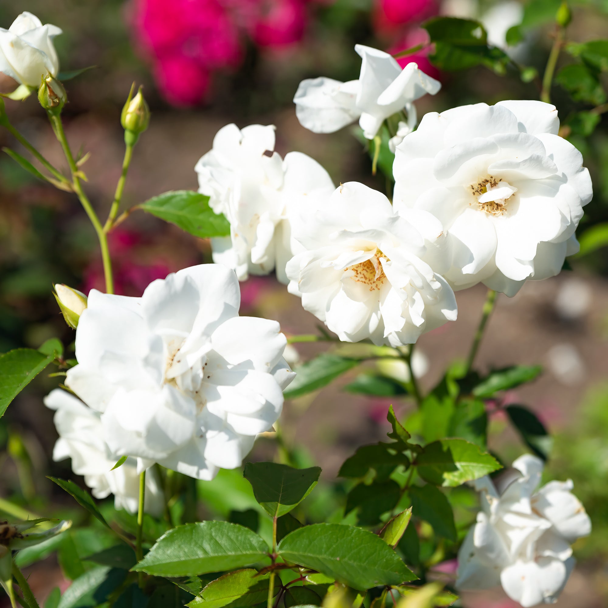 Bakker Rosiers Iceberg rosier blanc pot 3L floraison continue