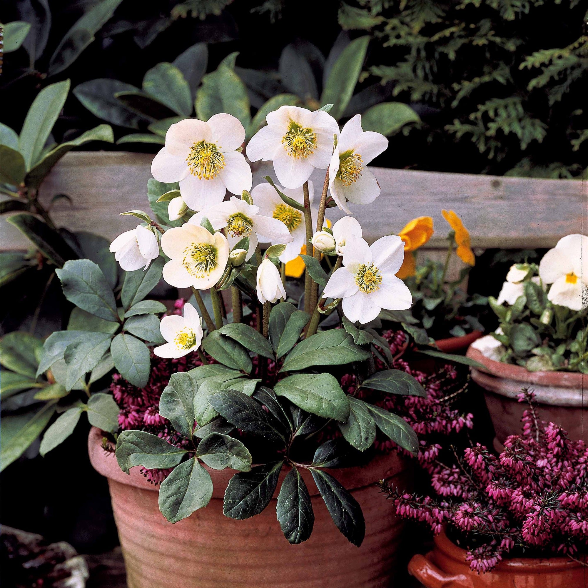 Bakker Hellébore Noël plante pot 12cm blanche Christmas Carol