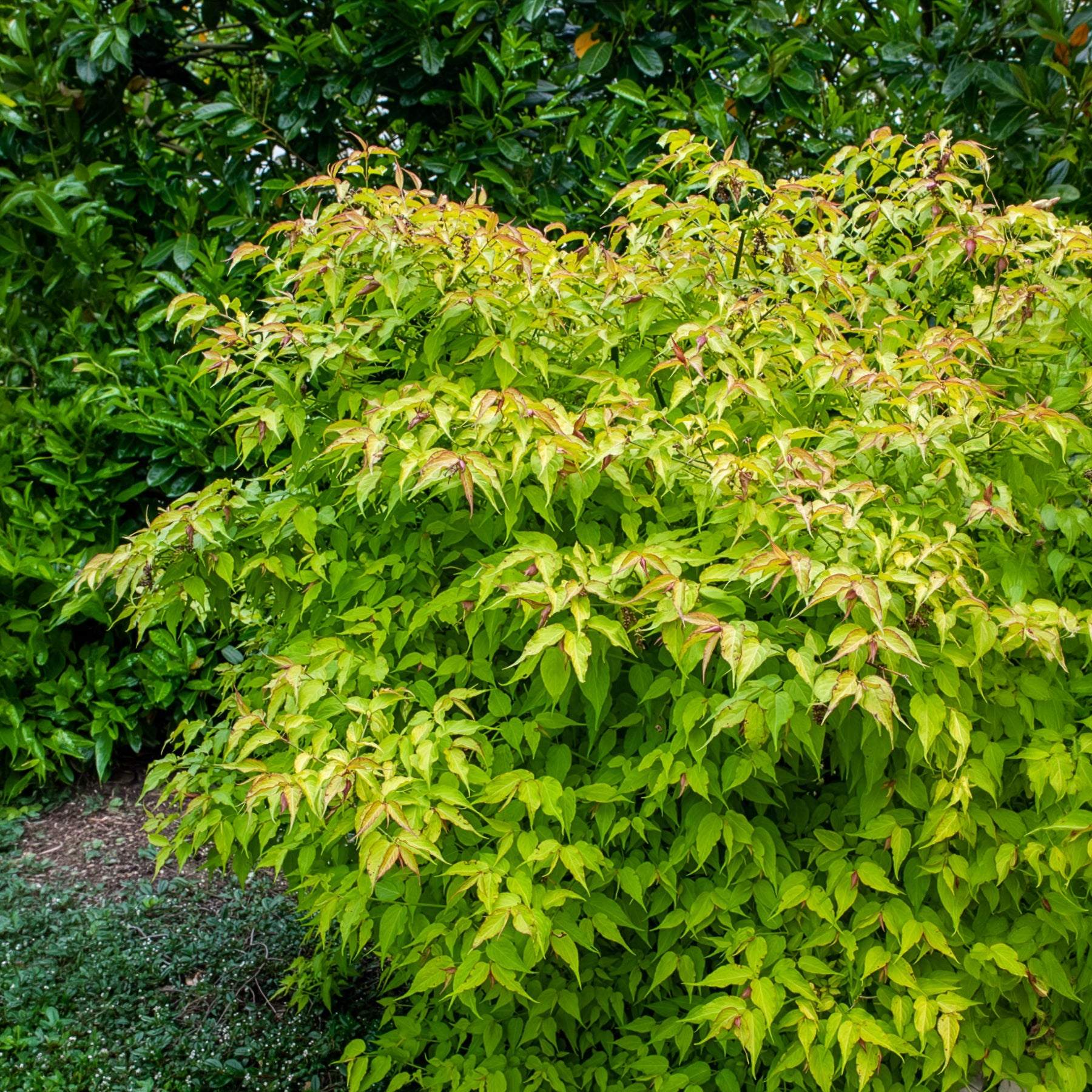 Bakker Arbre aux faisans Golden Lanterns arbuste pot 4,5L
