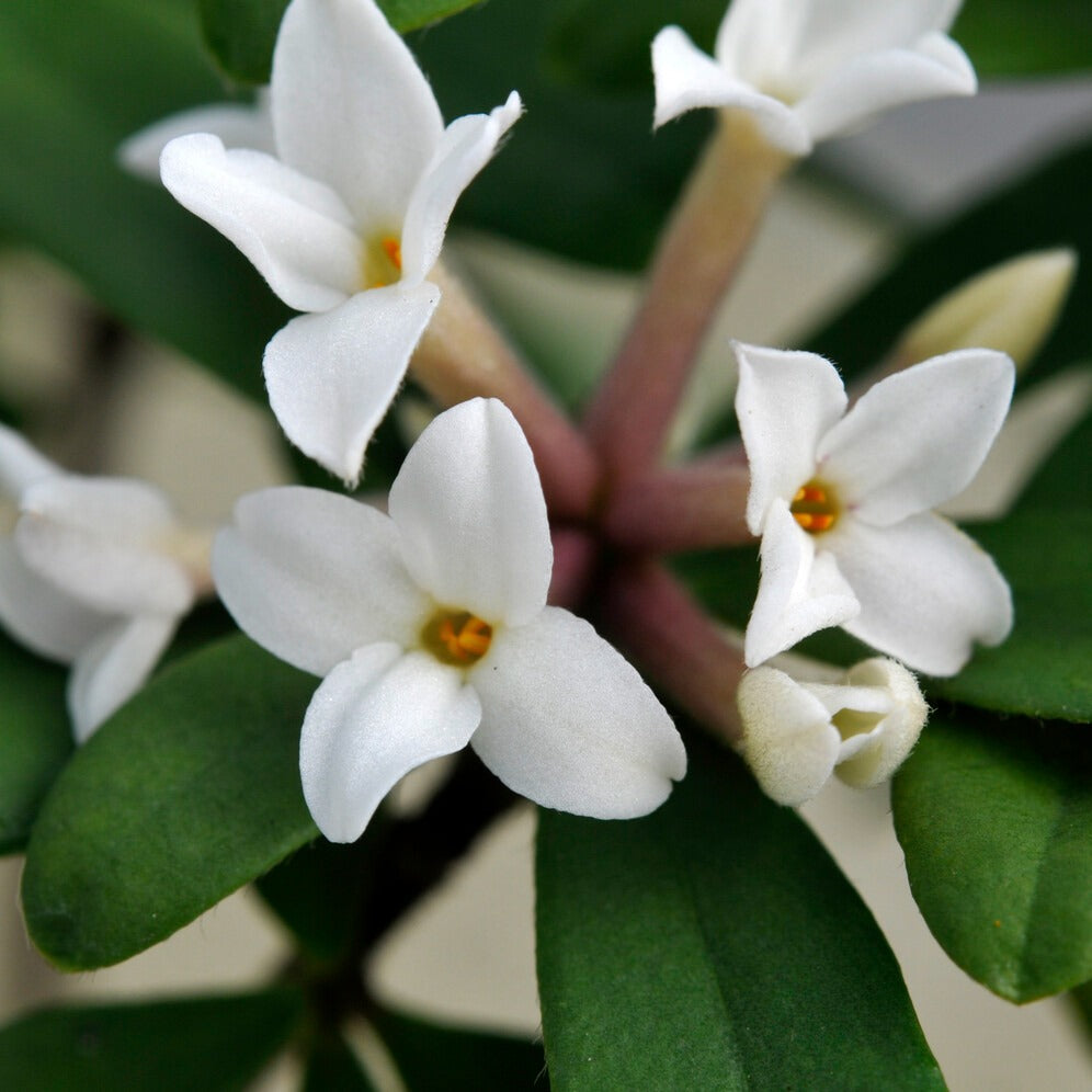 Bakker Daphne transatlantica Eternal Fragrance arbuste pot Ø 9cm blanc