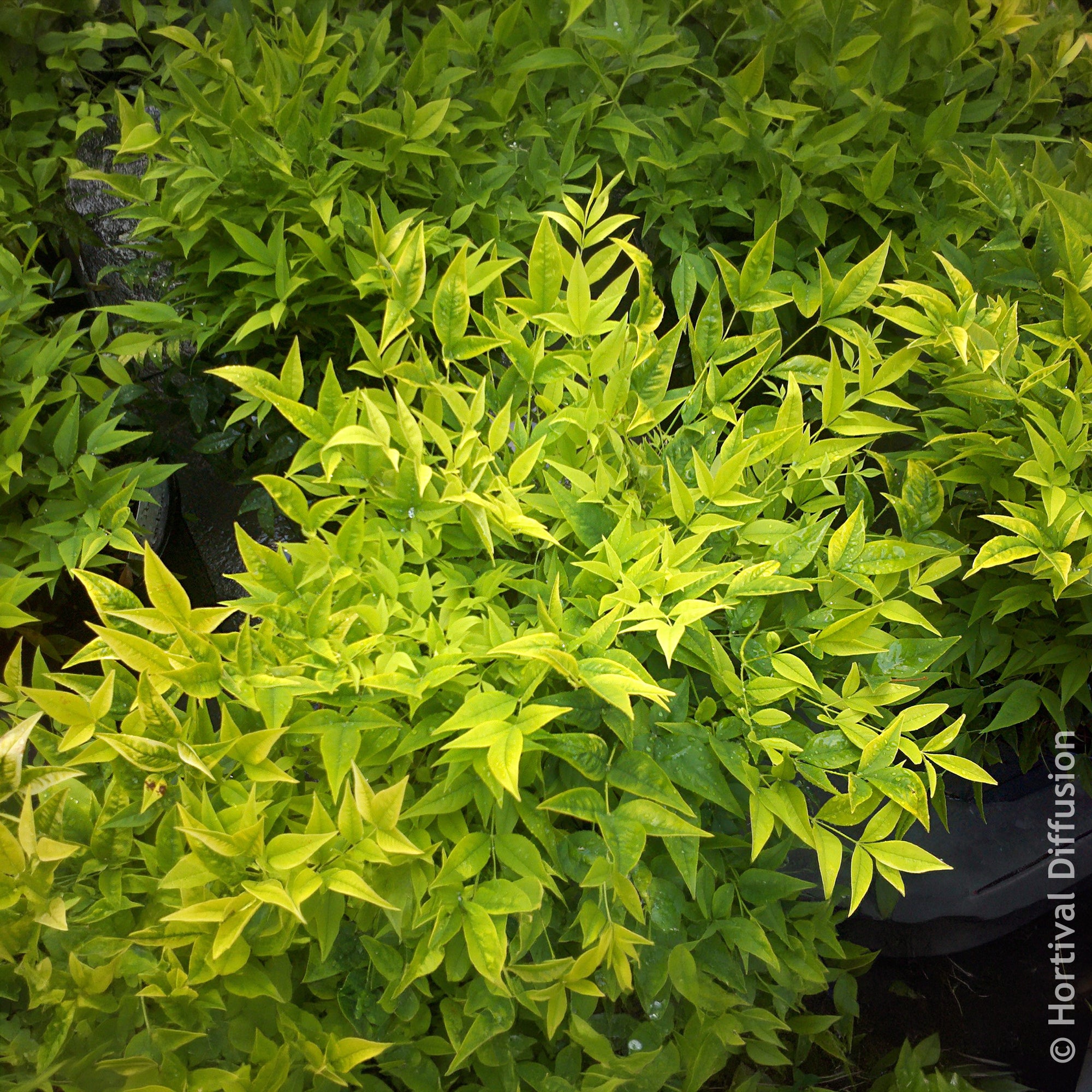 Bakker Nandina Magical Lemon Lime arbuste pot Ø 9cm