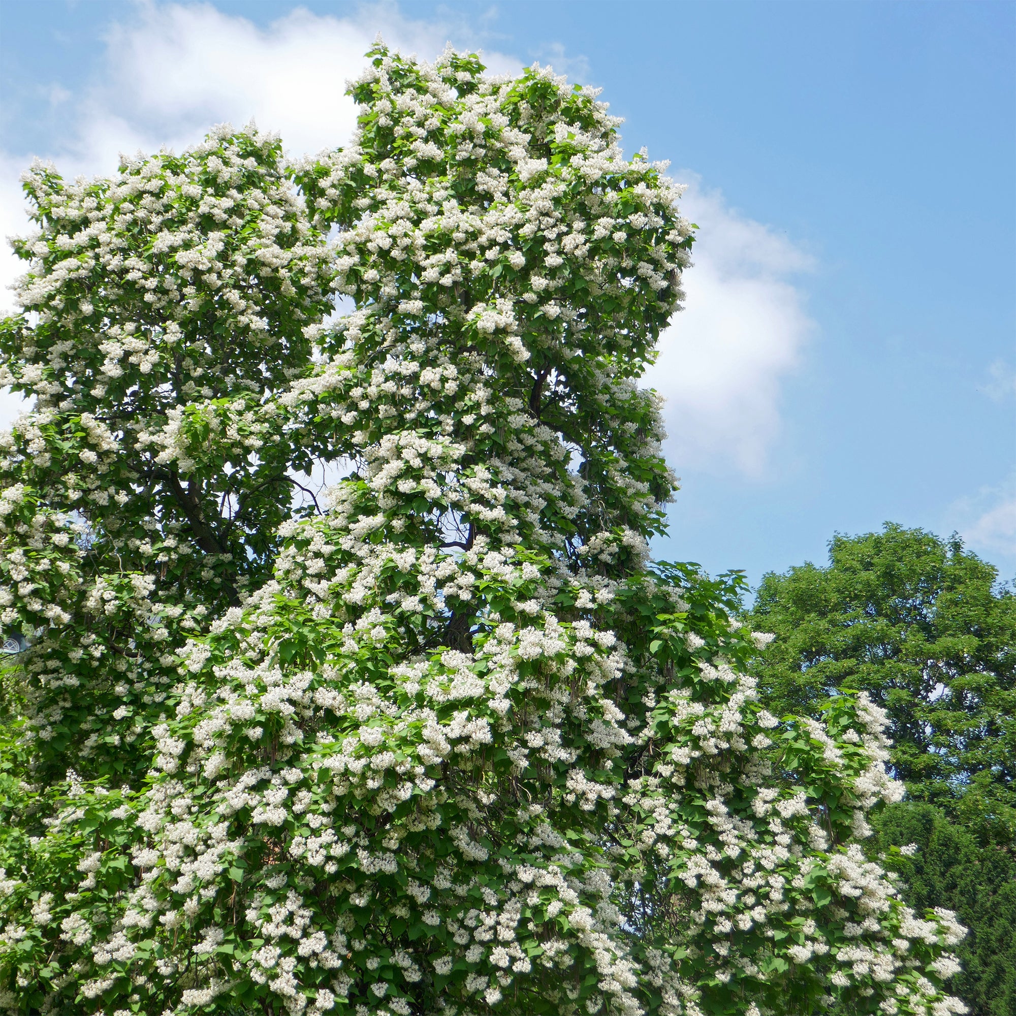 Bakker Catalpa commun racine nue 80-100cm blanc