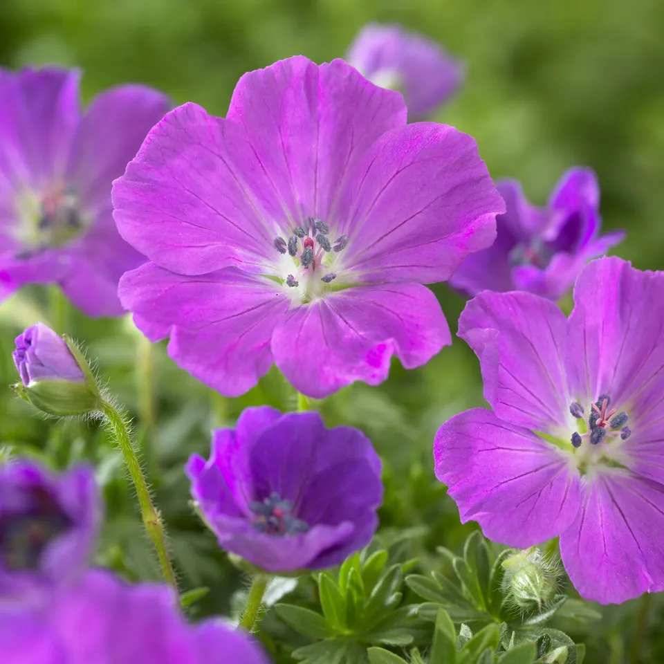 Bakker Géranium Max Frei vivace pot Ø9cm violet couvre-sol