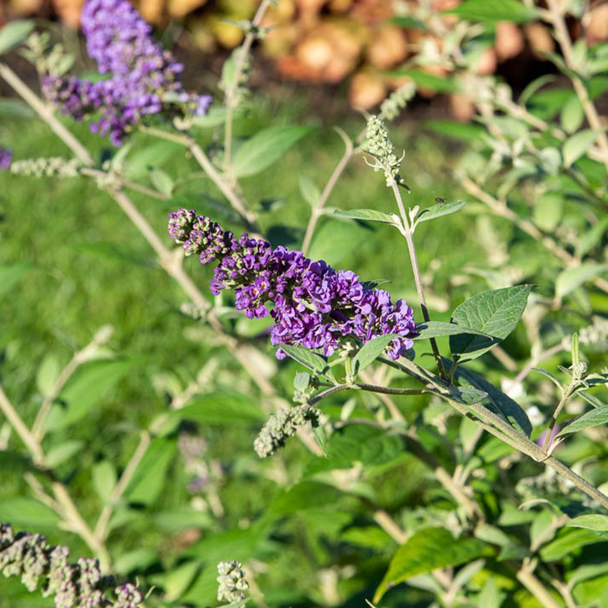 Bakker Buddleja Flânerie d’été arbuste pot 9cm violet