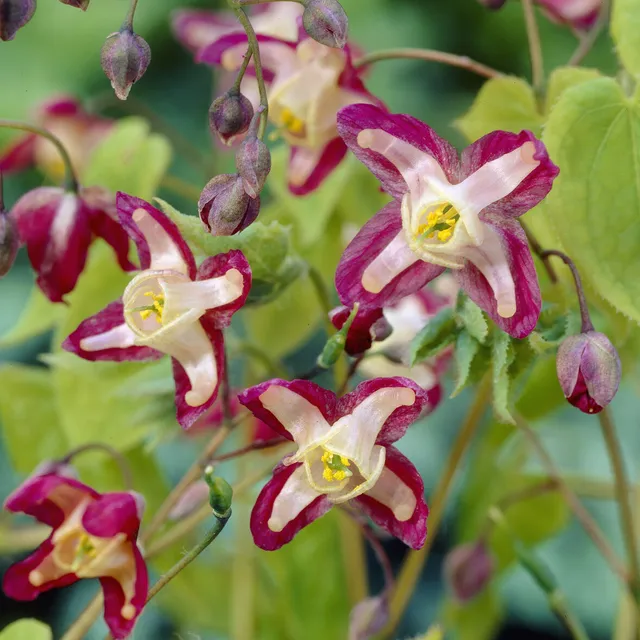 Bakker Epimedium rouge plante vivace pot Ø 9cm fleurs roses