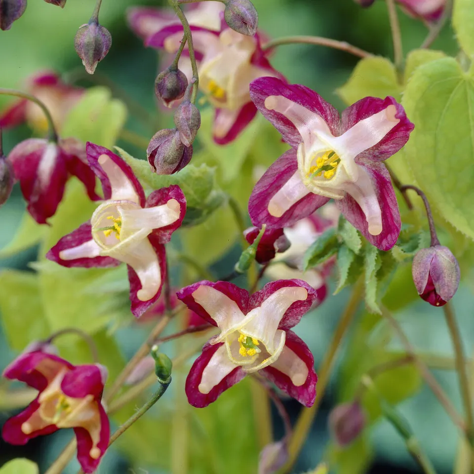Bakker Epimedium rouge plante vivace pot Ø 9cm fleurs roses