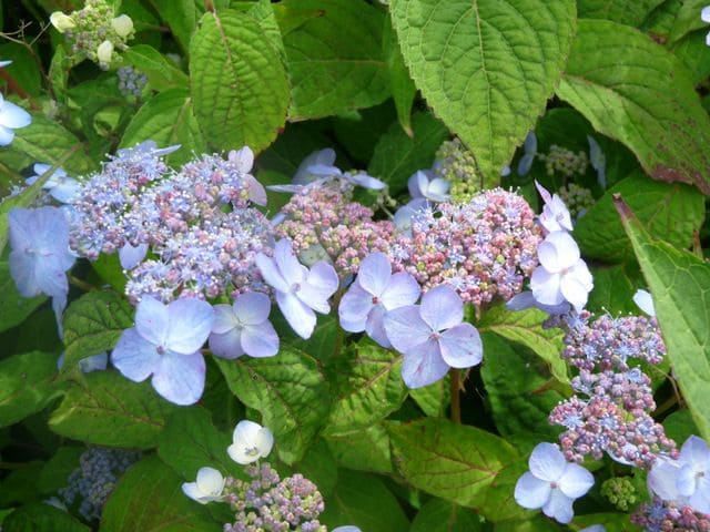 Hortensias du Haut Bois Hydrangea serrata Miranda hortensia godet