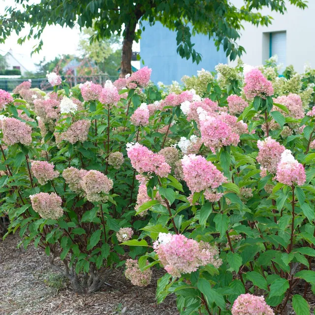 Bakker Sundae Fraise Rensun hortensia paniculé pot 3L rose