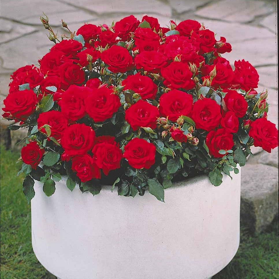 Bakker Mini-rosiers Randilla rouge rosier lot 3 racines nues