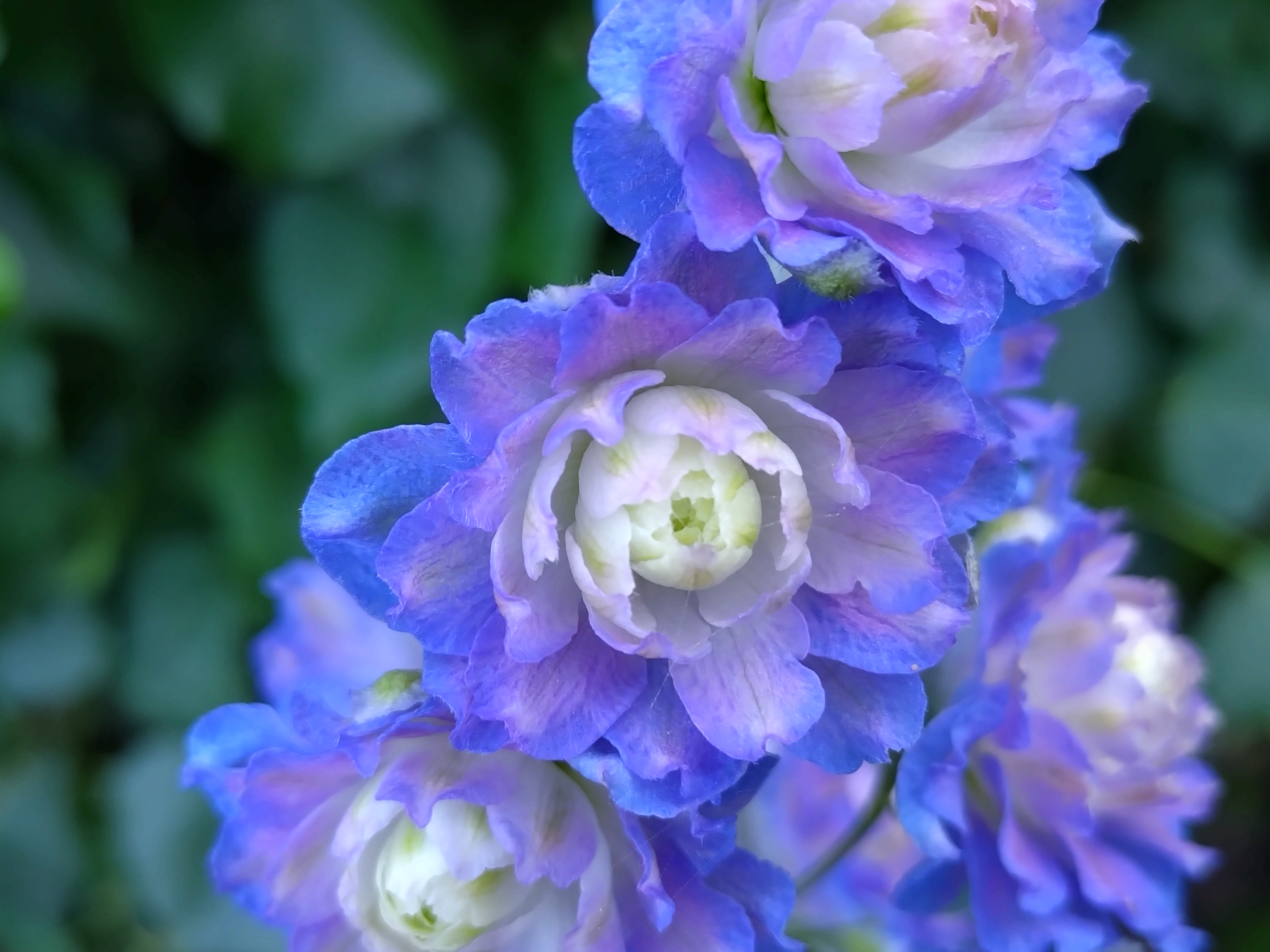 Passion Vivaces Delphinium Bolero pied d'alouette pot 1L bleu-blanc