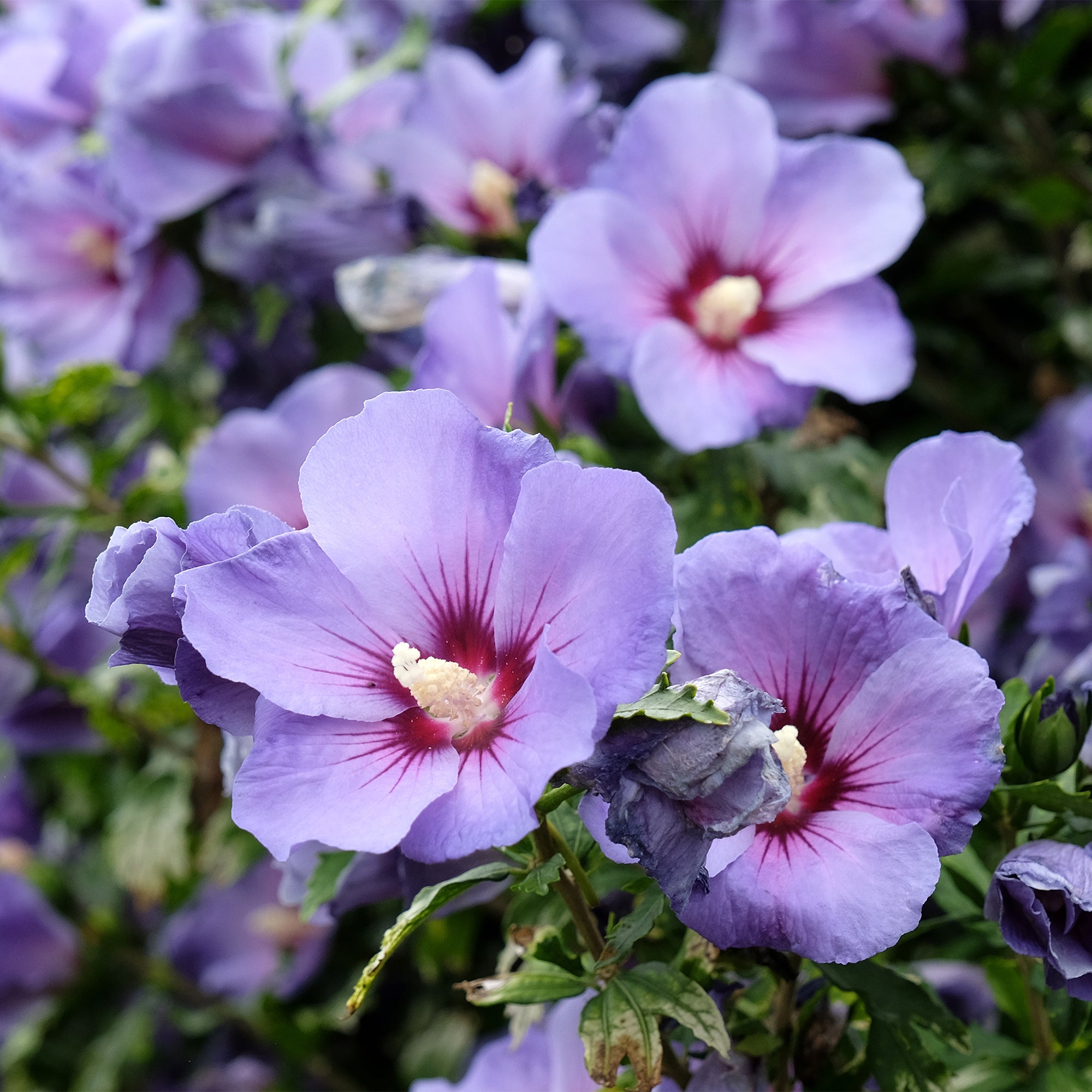 Bakker Hibiscus Oiseau Bleu arbuste pot 19cm fleurs violettes