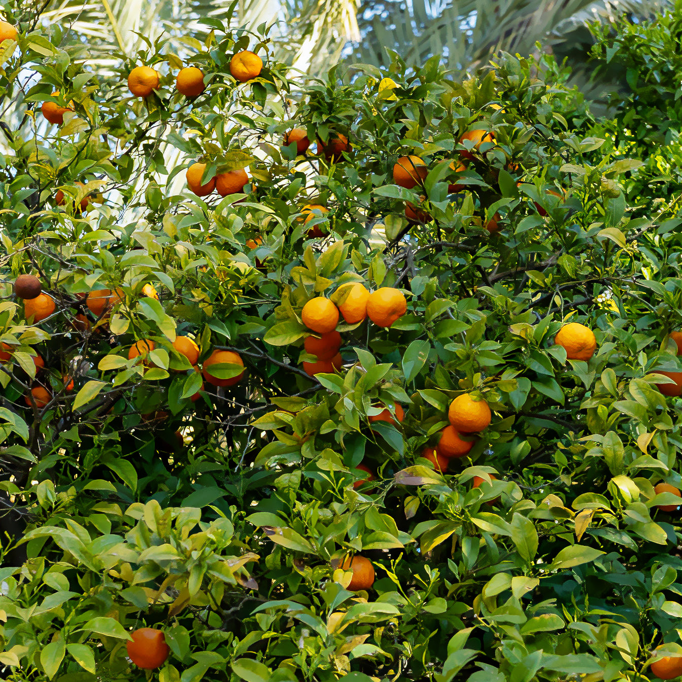 Bakker Fruitiers Mandarinier agrume en pot Ø 12cm 15-20cm