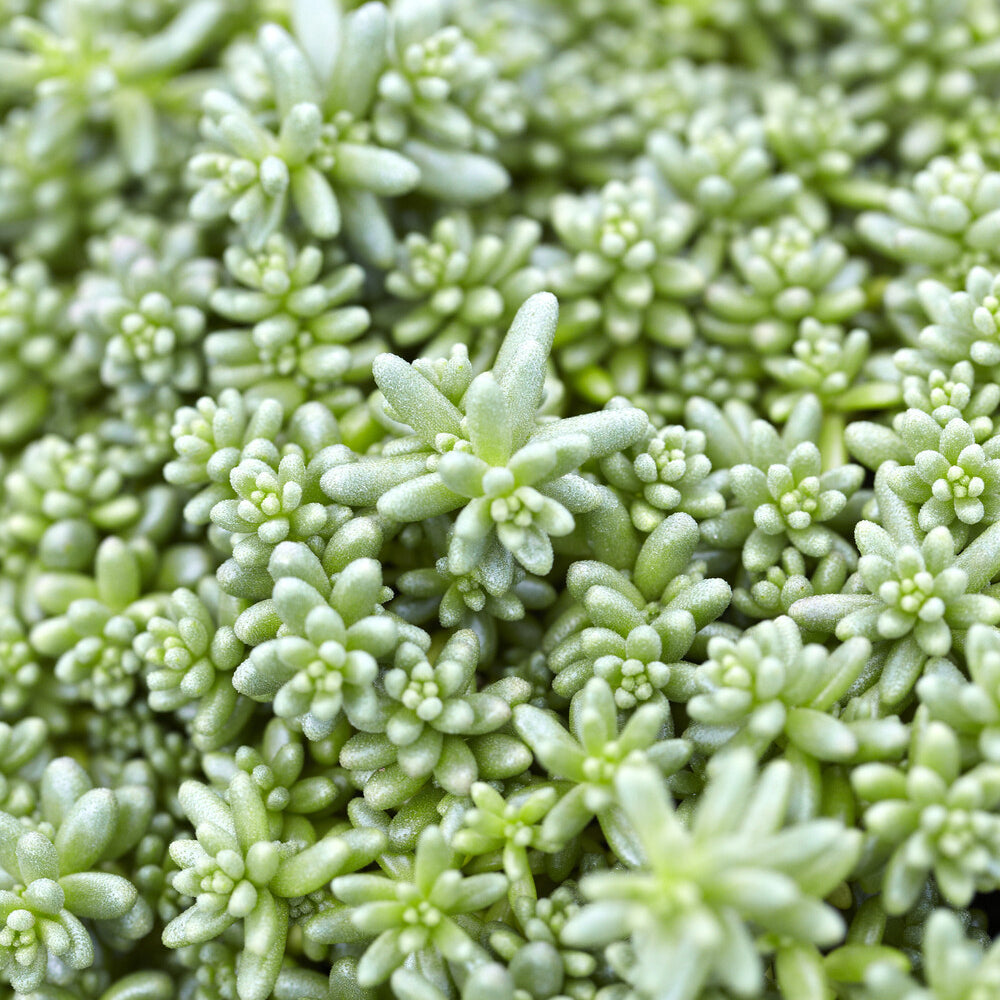Bakker Plantes vivaces Coral Carpet sedum couvre-sol pot 9cm