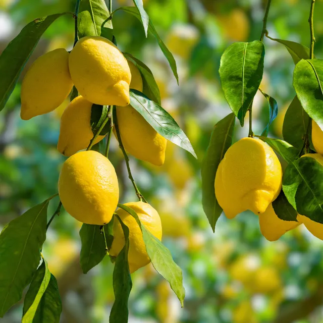 Bakker Fruitiers Citronnier Citrus limon pot 9cm 20-30cm remontant