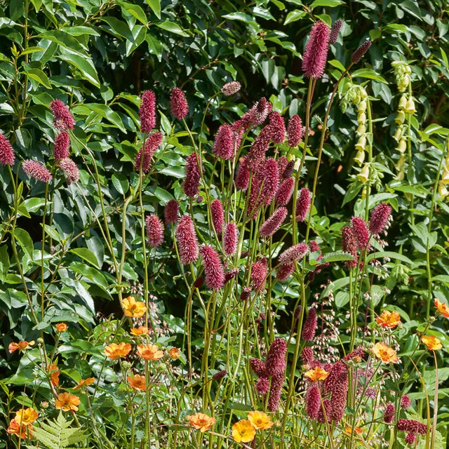 Bakker Vivaces pimprenelle Sanguisorba pot 9cm rouge soleil