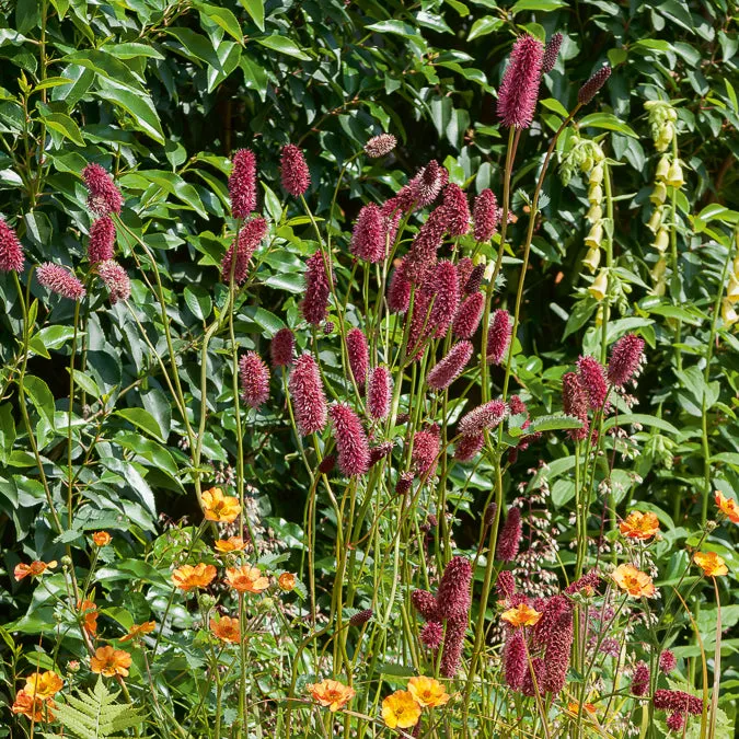 Bakker Vivaces pimprenelle Sanguisorba pot 9cm rouge soleil