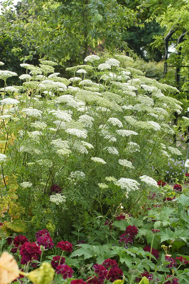 Passion Vivaces Cenolophium denudatum persil Baltique pot 1L