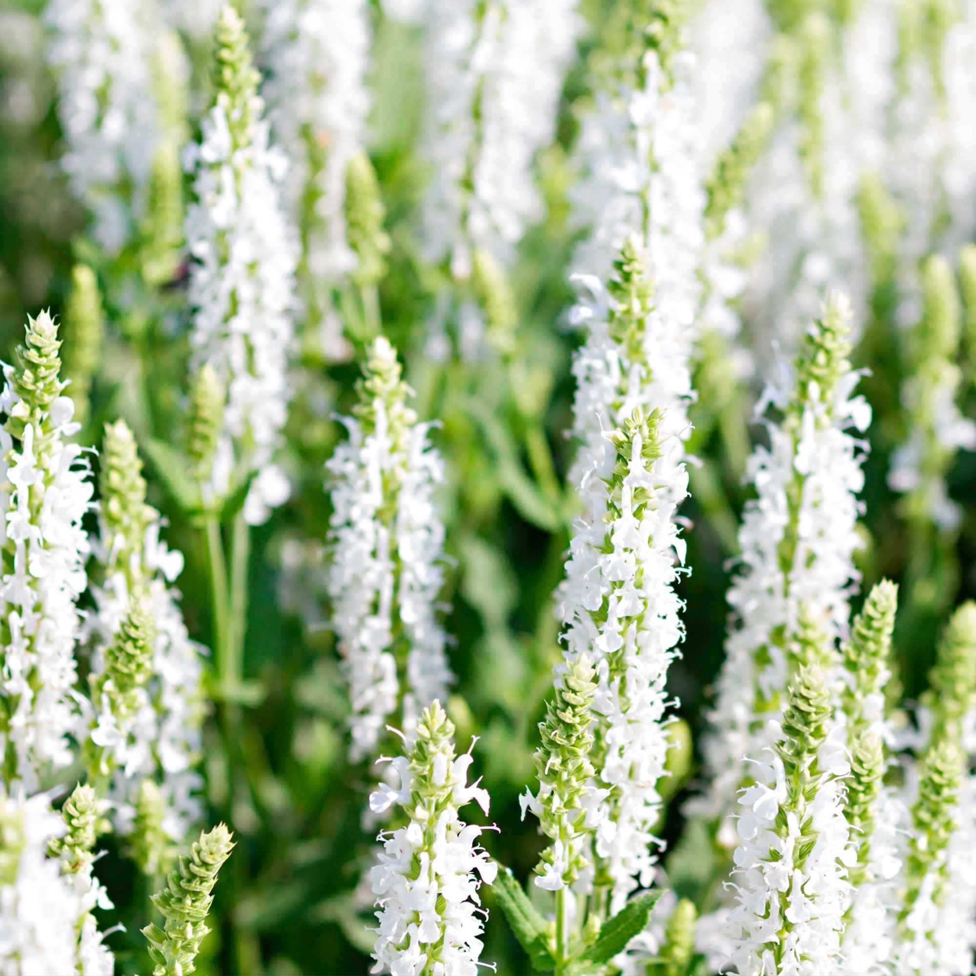 Bakker Salvia Schneehügel sauge des bois pot 9cm blanche