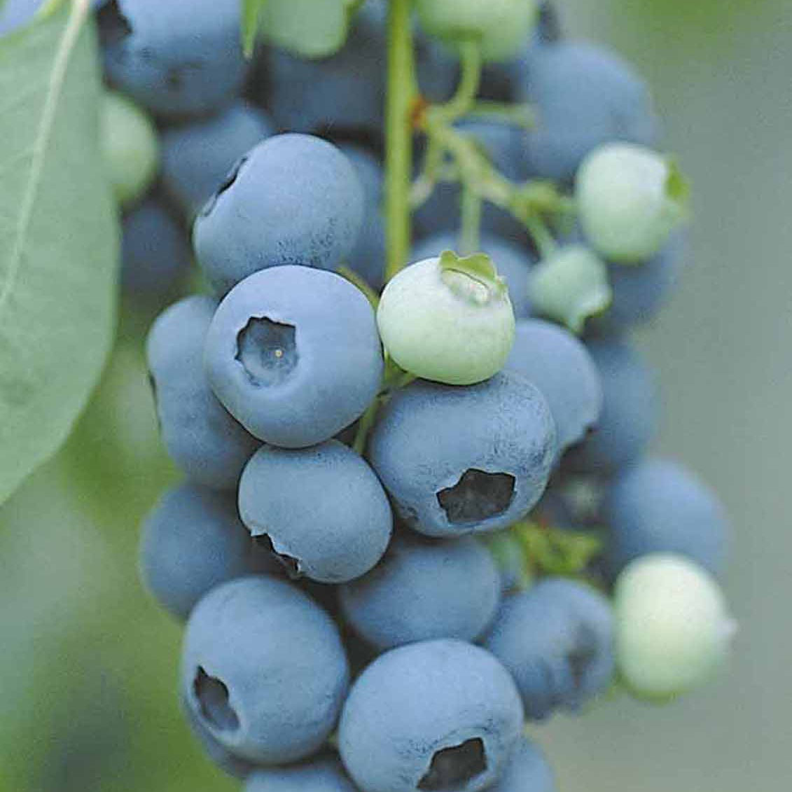 Bakker Myrtillier Vitaminos fruitier pot 11cm 30-40cm remontant
