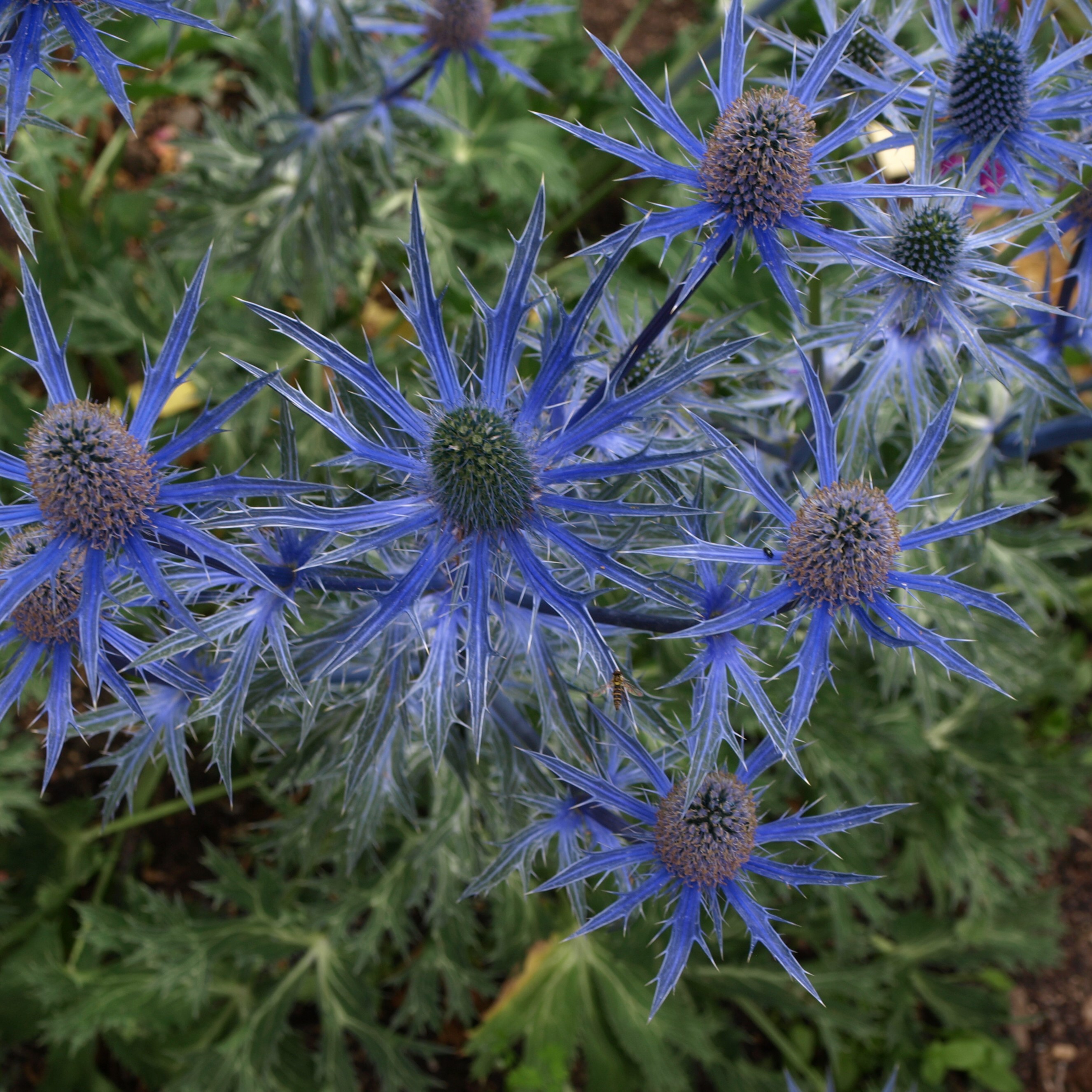Passion Vivaces Eryngium panicaut chardon bleu godet graphique