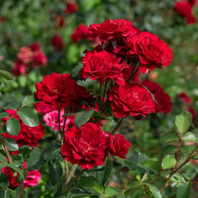 Michel Adam Pays d’Iroise rosier buisson rouge grenat