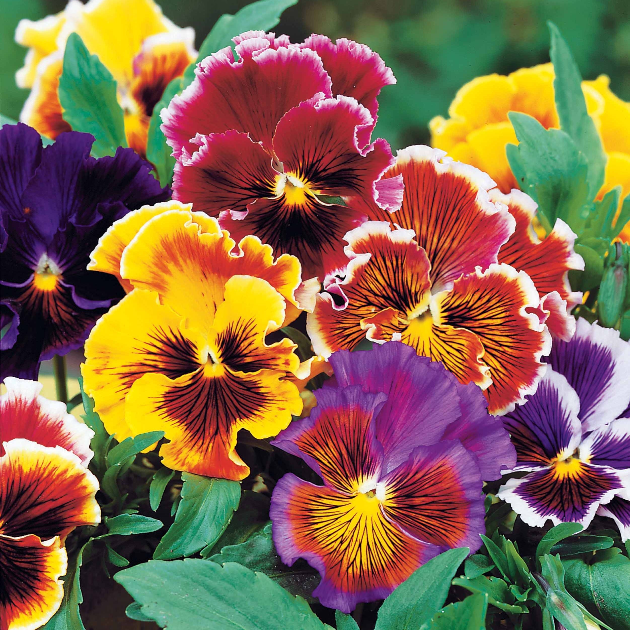 Bakker Pensée Suisse Chalon fleur géante 3 pots 9cm