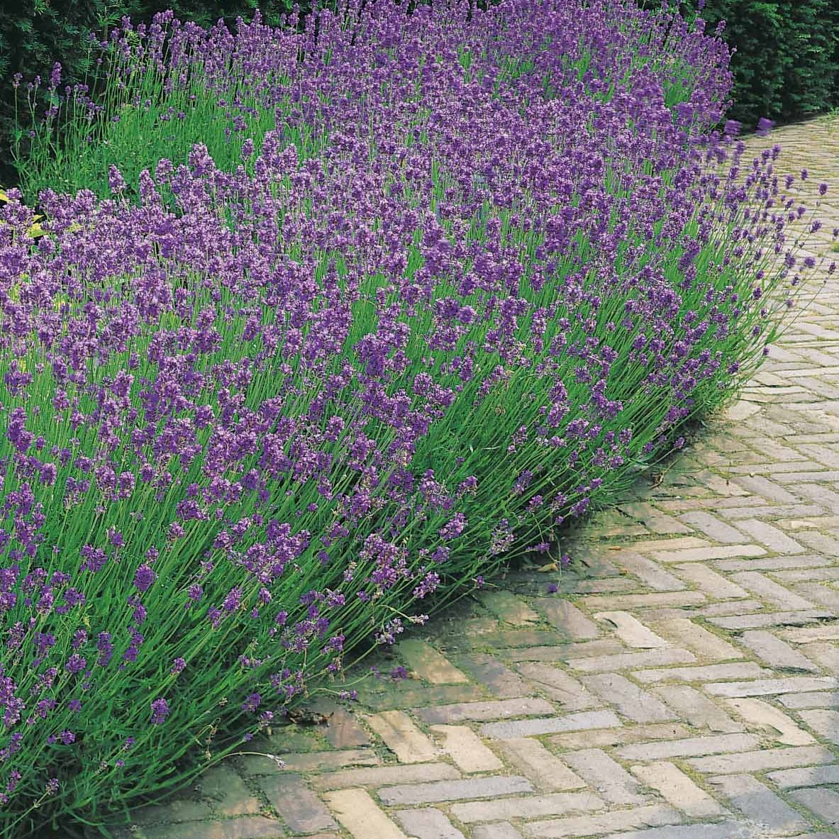 Bakker Collection 6 plantes vivaces extérieur moderne 6 pots Ø9cm