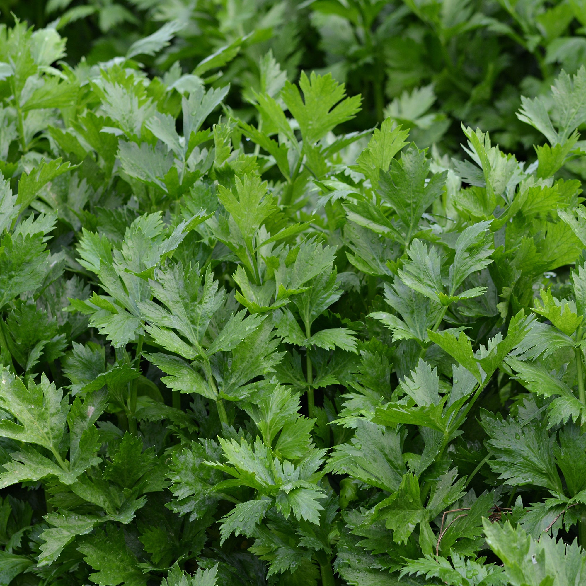 Bakker Céleri vivace à couper Bio sachet 0,5g feuilles parfumées