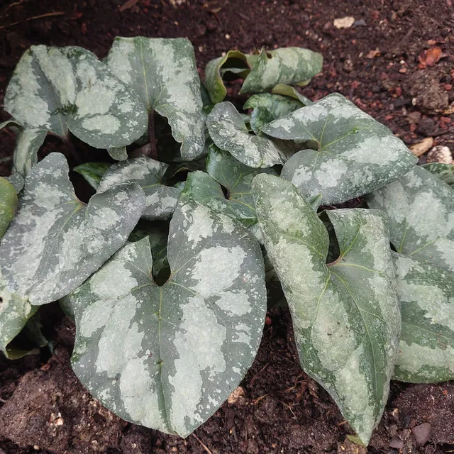 Passion Vivaces Asarum maximum Ling Ling plante godet feuillage