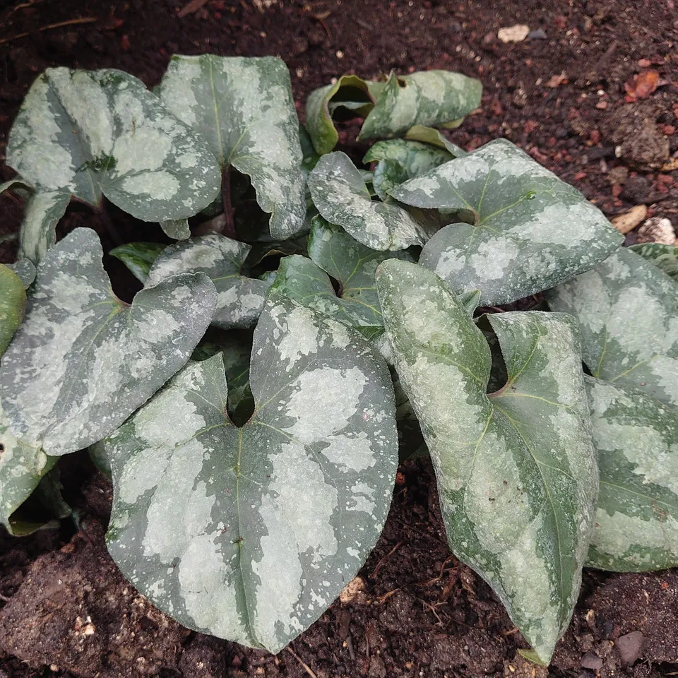 Passion Vivaces Asarum maximum Ling Ling plante godet feuillage