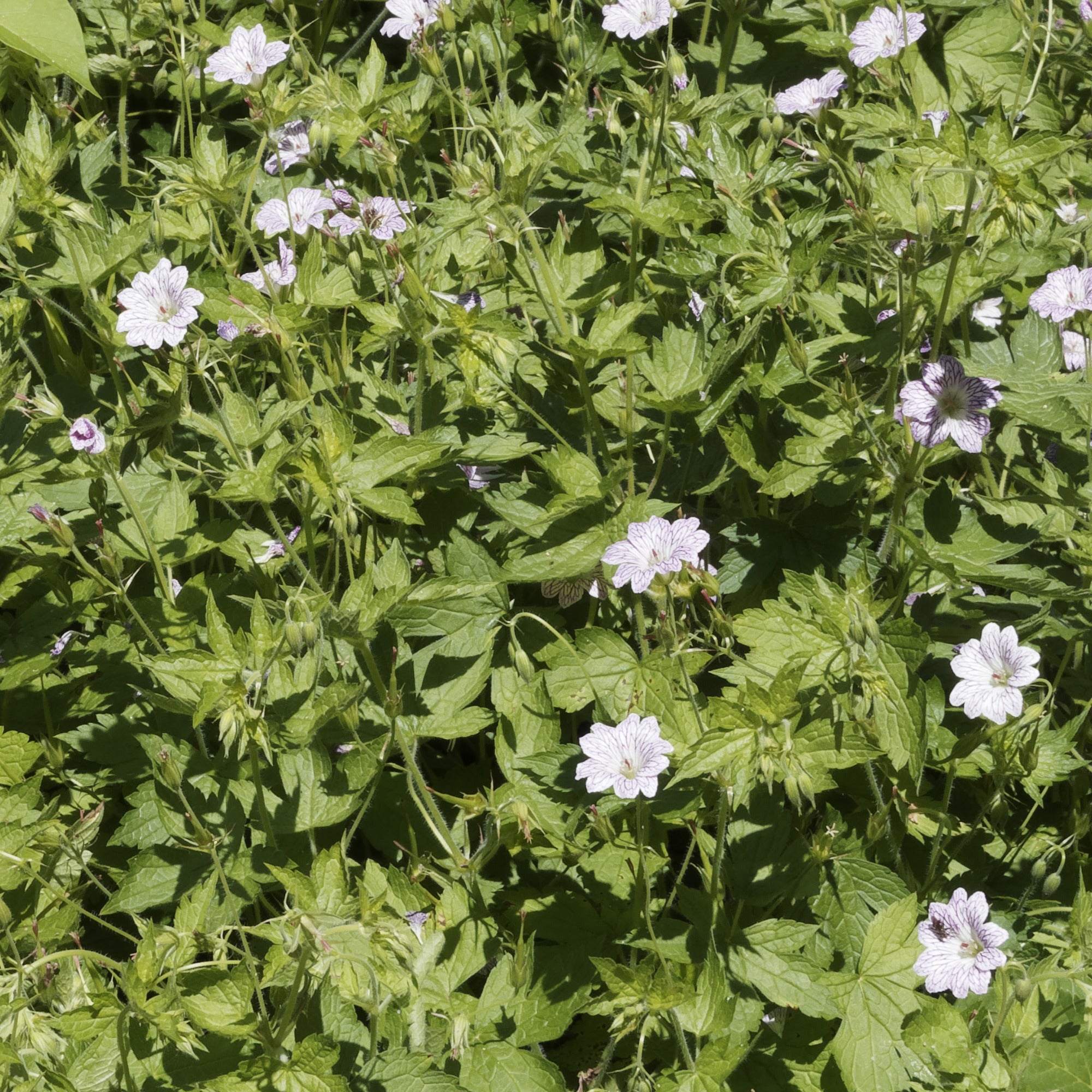 Bakker 9 Géraniums vivaces mélange racines nues couvre-sol