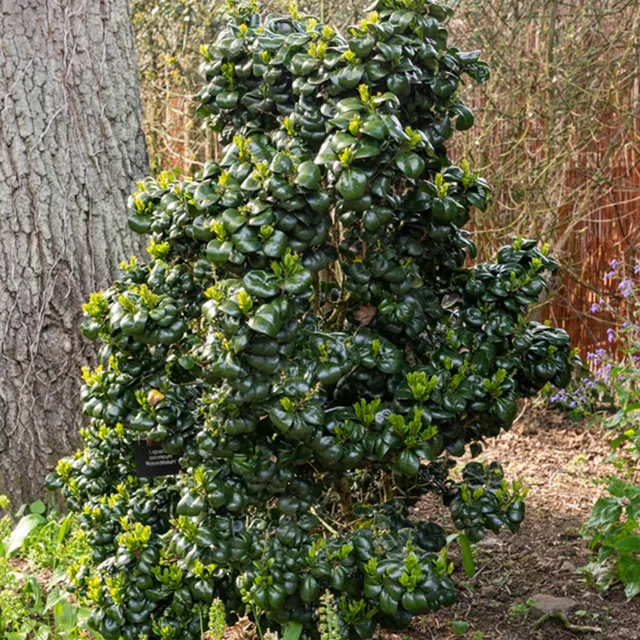 Bakker Troène Japon Rotundifolium arbuste pot 2L 25-30cm