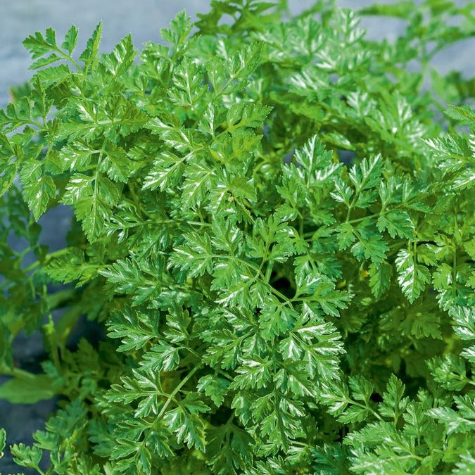 Bakker Collection fines herbes graines 4 sachets persil basilic