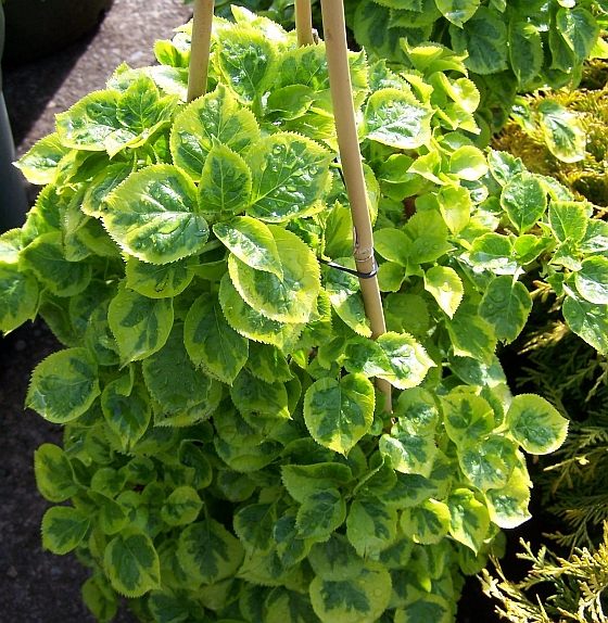 Pétiolaris Miranda hortensia grimpant panaché