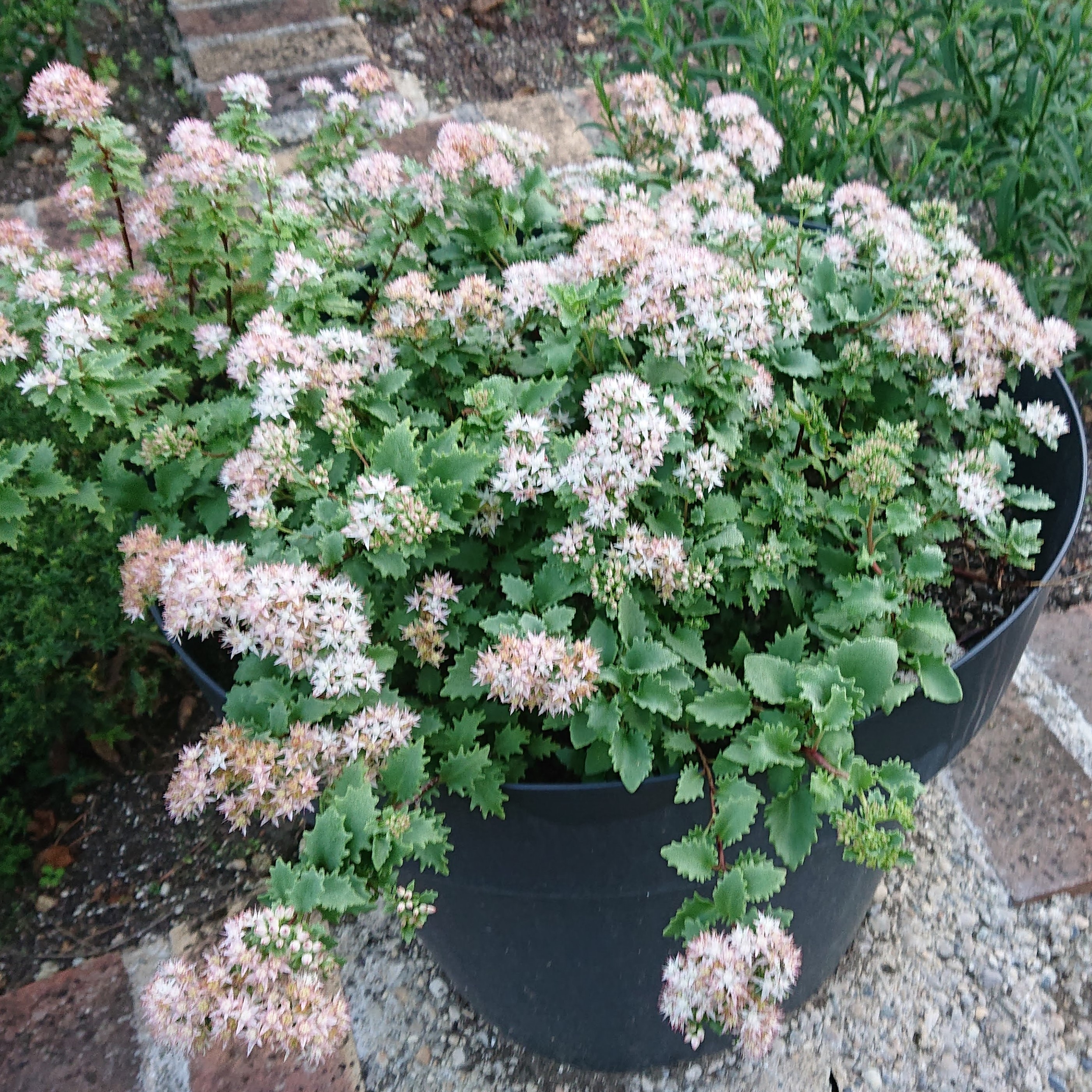 Passion Vivaces Sedum Janet Poor orpin pot 1L blanc rosé