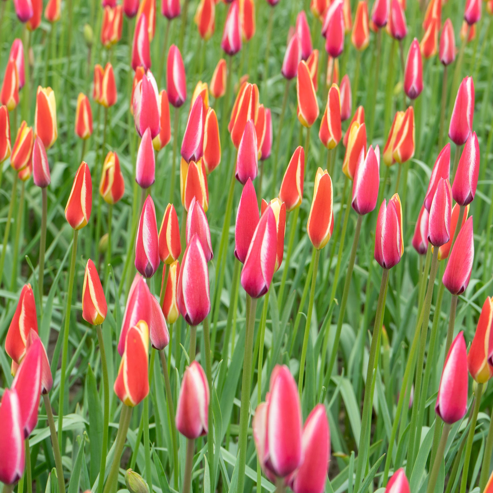 Bakker Peppermint Stick tulipe 12 bulbes rouge blanc
