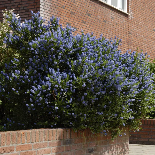 Bakker Céanothe Concha Lilas de Californie Arbuste Bleu Pot 9cm