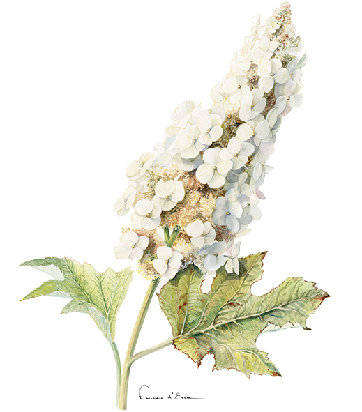10 cartes postales botaniques A6 jardins fleurs