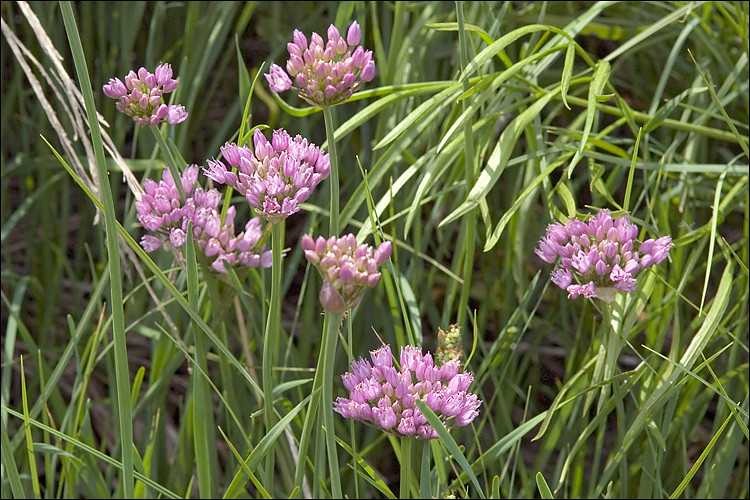 Passion Vivaces Allium angulosum plante vivace godet fleurs lilas
