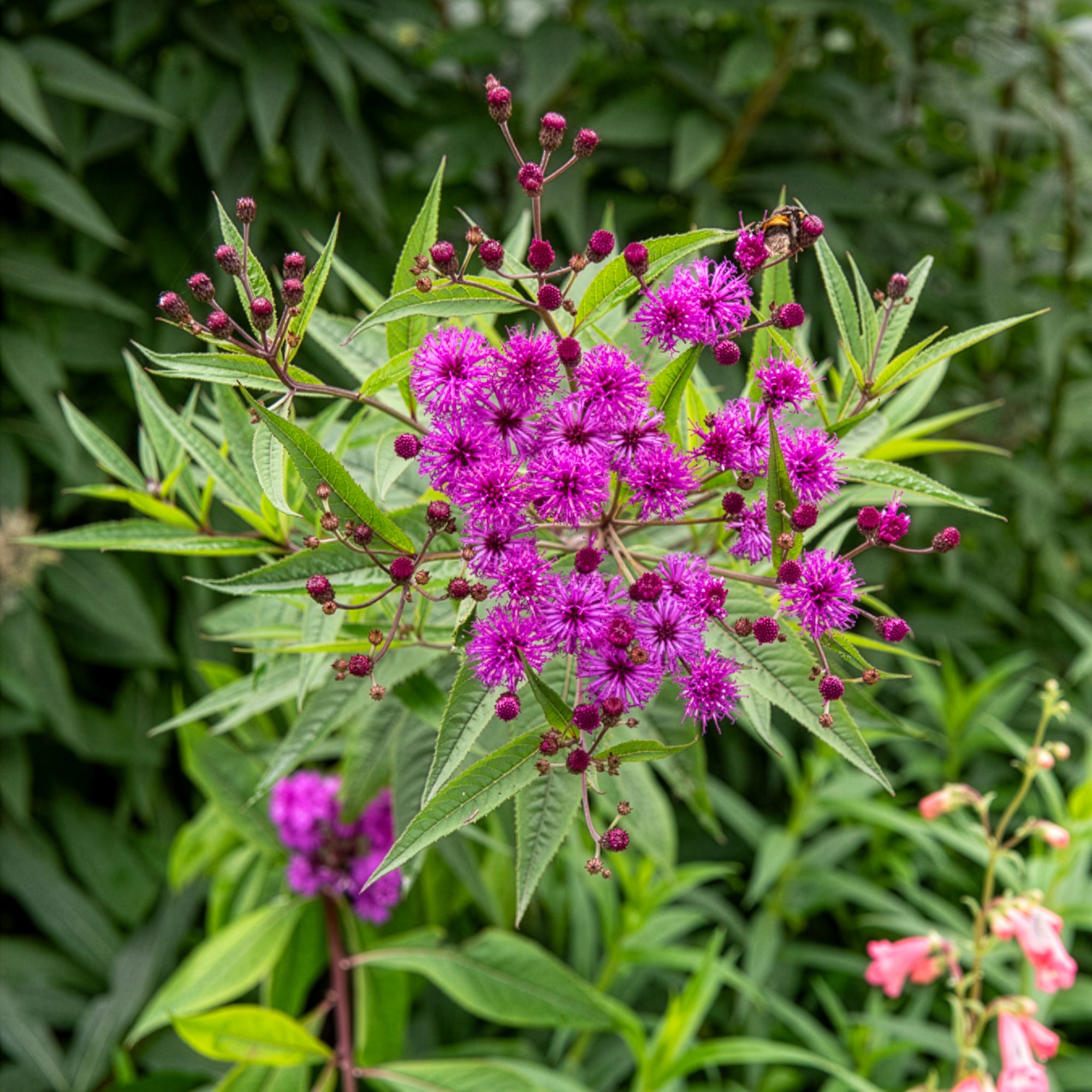 Bakker Vernonie plante d'extérieur pot 8cm fleur violette