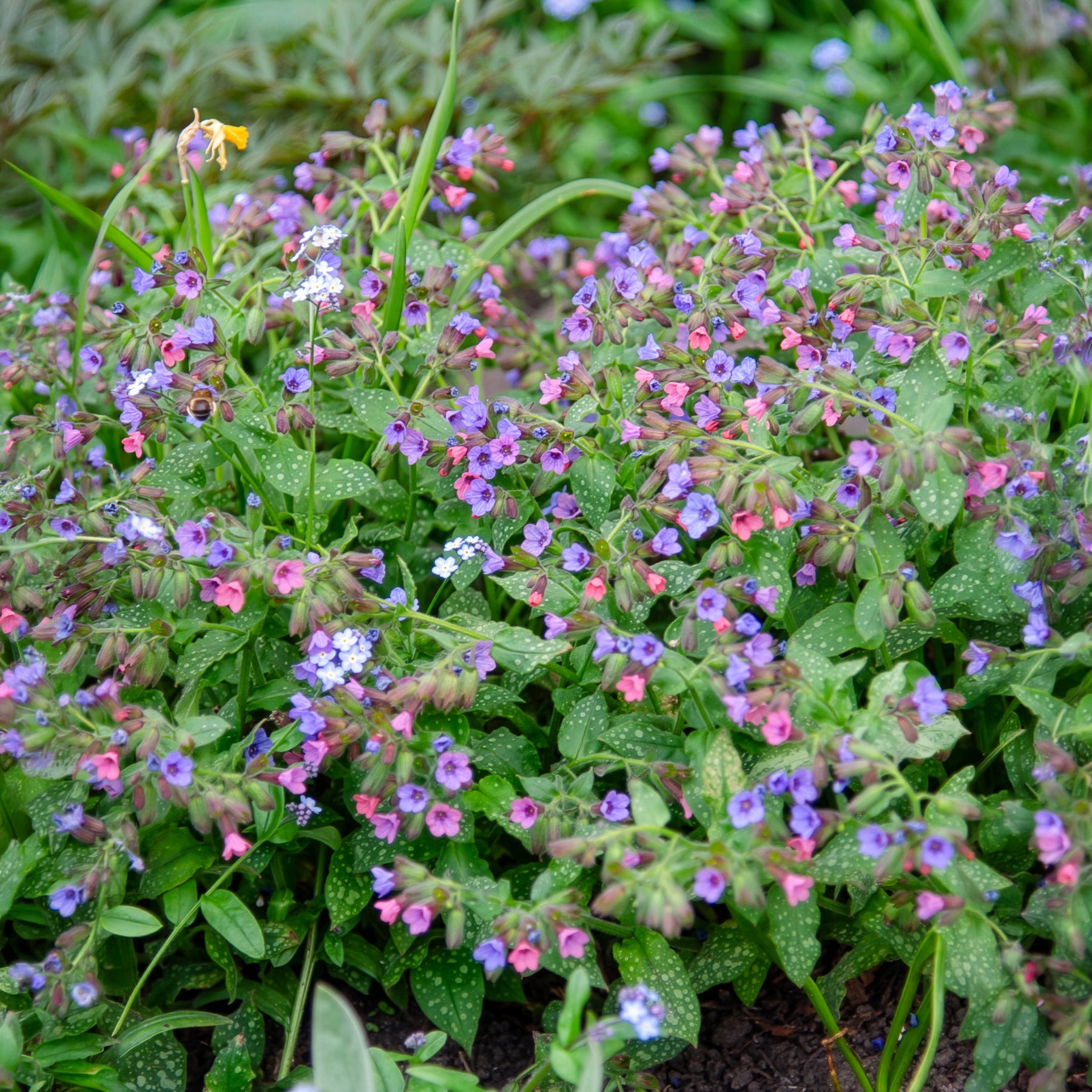 Bakker Pulmonaire officinale plante vivace pot 9cm fleurs violettes