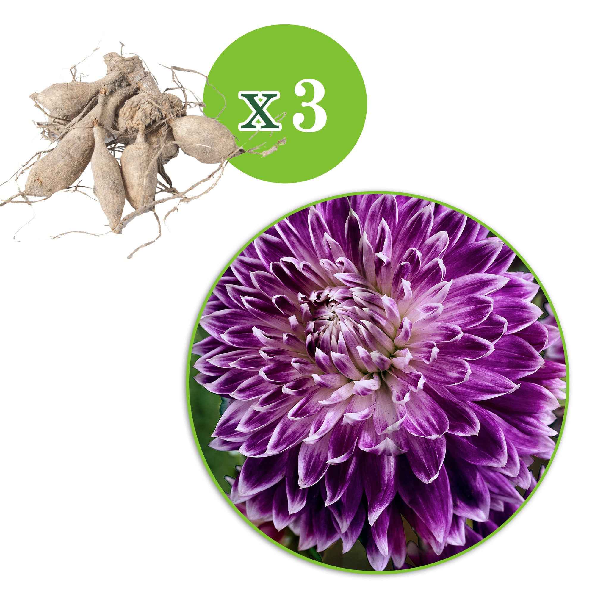 Bakker Bulbes Vancouver dahlia sachet 3 bicolore